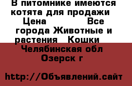 В питомнике имеются котята для продажи › Цена ­ 30 000 - Все города Животные и растения » Кошки   . Челябинская обл.,Озерск г.